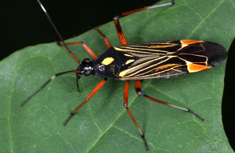 Prachtwanze (Miris striatus) - © Gernot Kunz